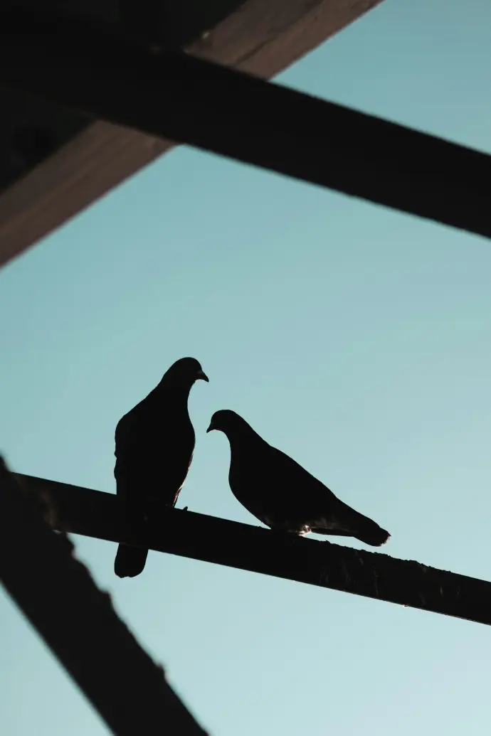 black bird on brown wooden fence during daytime
