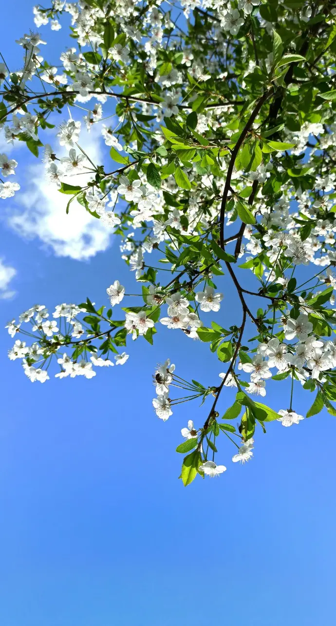 white flowers under blue sky during daytime