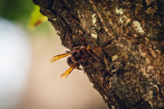 A close up of a bee on a tree