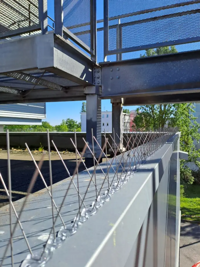 Pics contre les pigeons